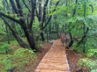 Der Holzsteg führt in einen mystisch anmutenden Wald - Plitvice NP
